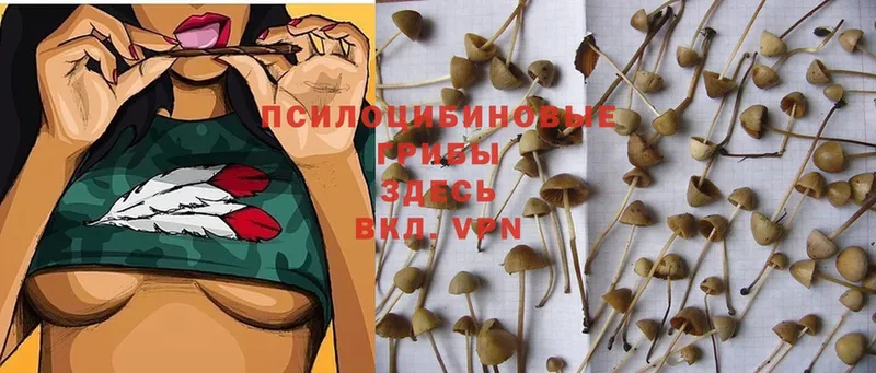 OMG рабочий сайт  Константиновск  Галлюциногенные грибы Magic Shrooms 